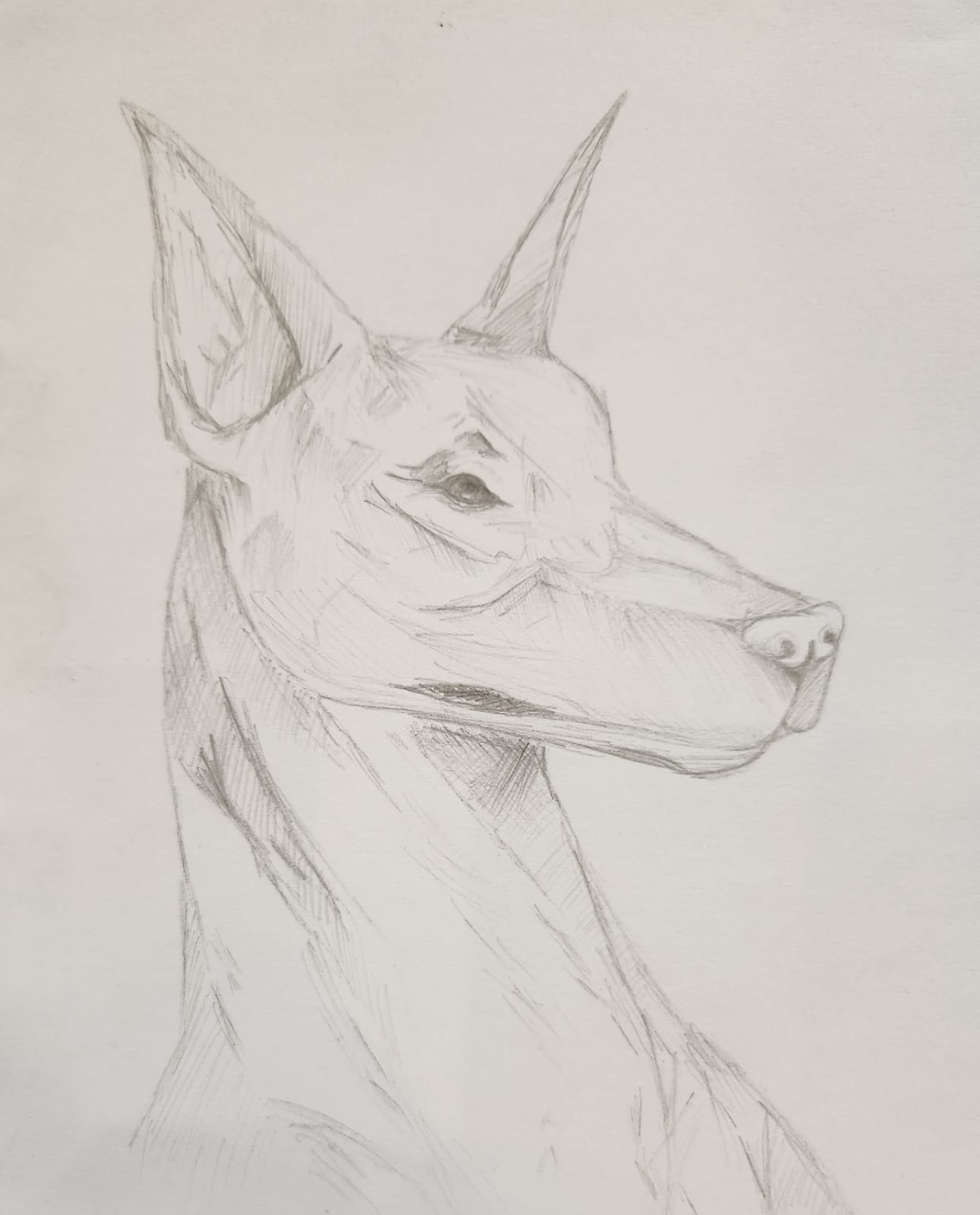 Pencil portrait study of a Doberman