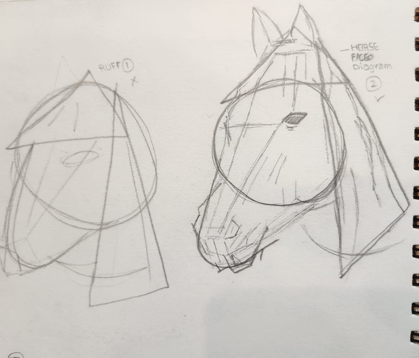 Construction sketches of a horse head from different angles