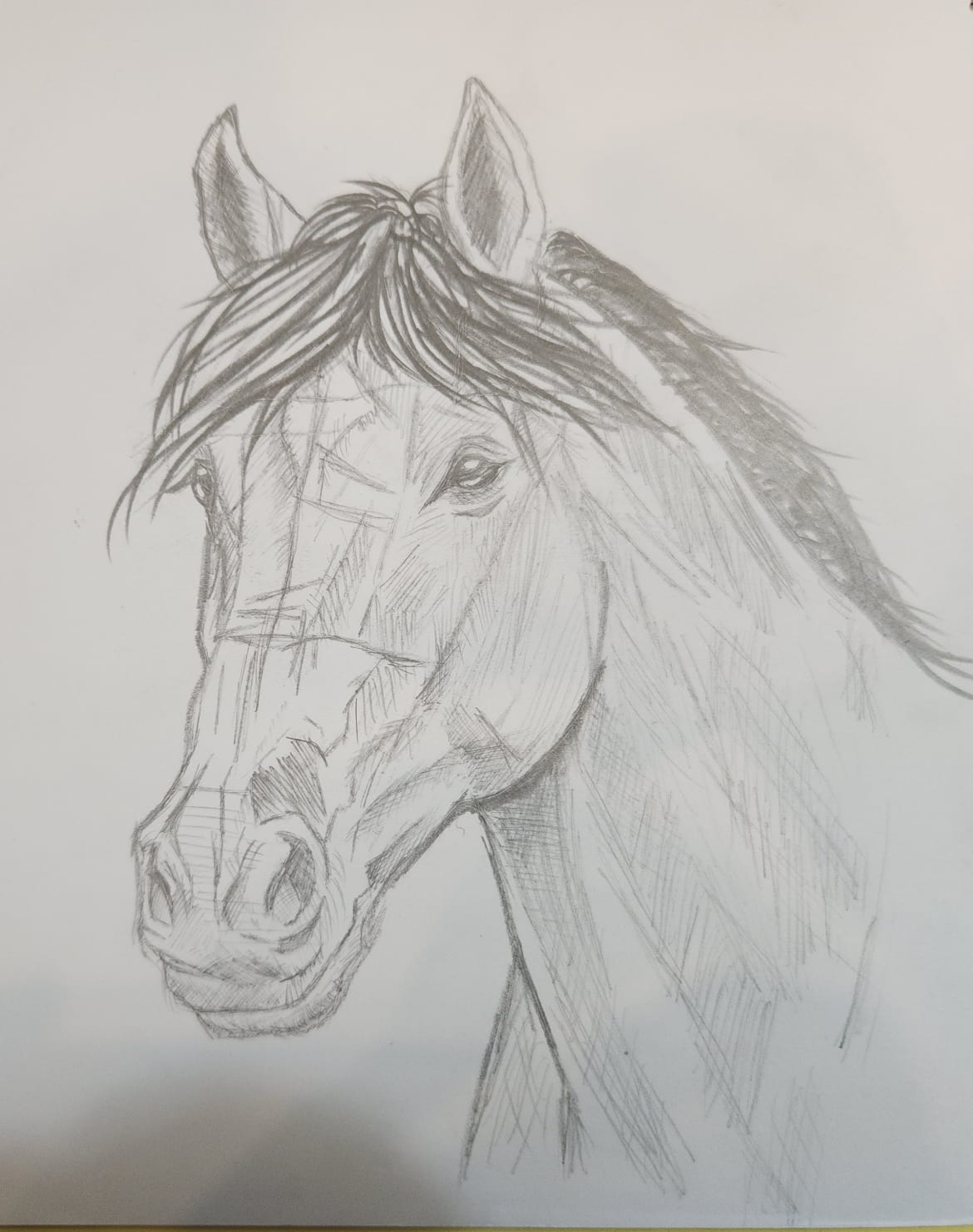 Detailed pencil portrait of a horse