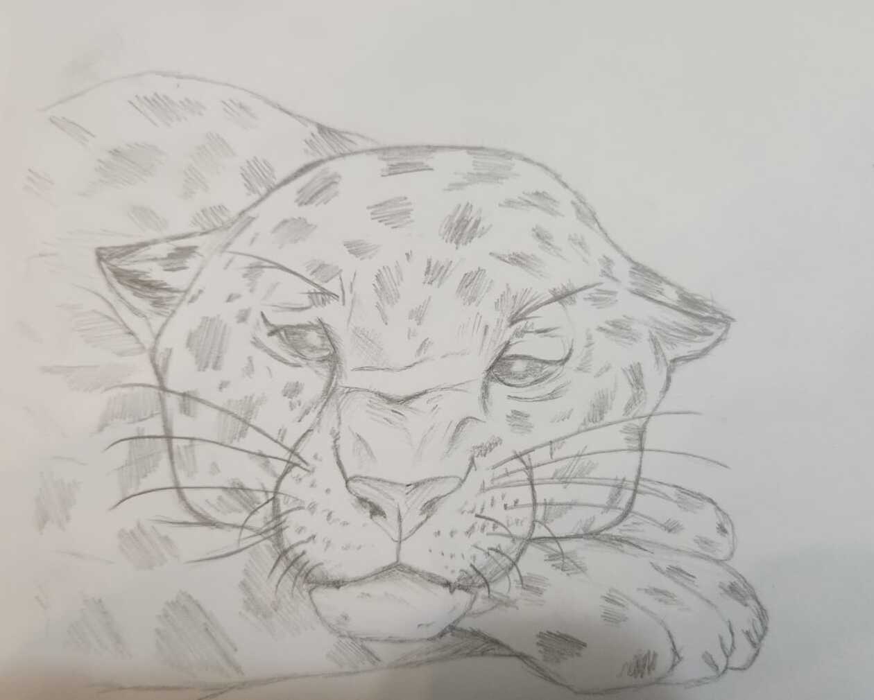 Pencil study of a resting leopard